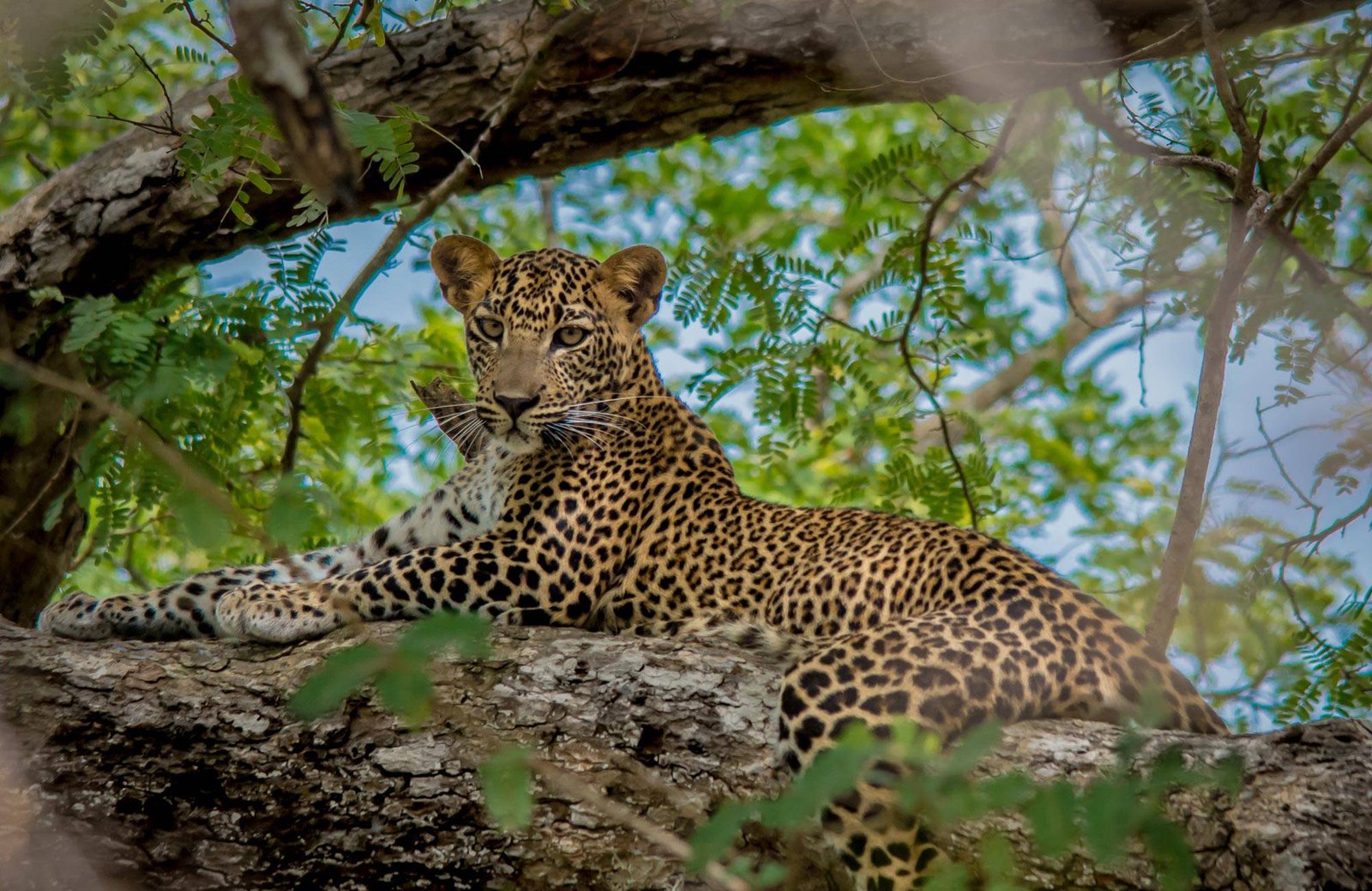 Wilpattu National Park