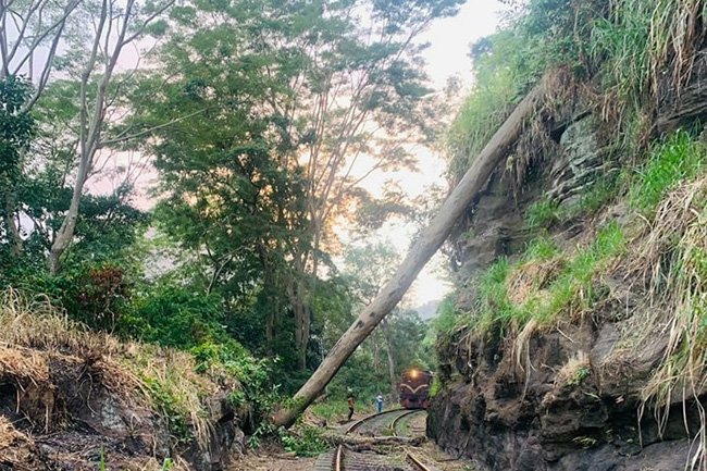 Train services between Inguru Oya and Galboda disrupted due to a fallen tree.