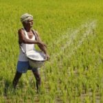 Guaranteed Paddy Prices: Government Support for Sri Lankan Farmers