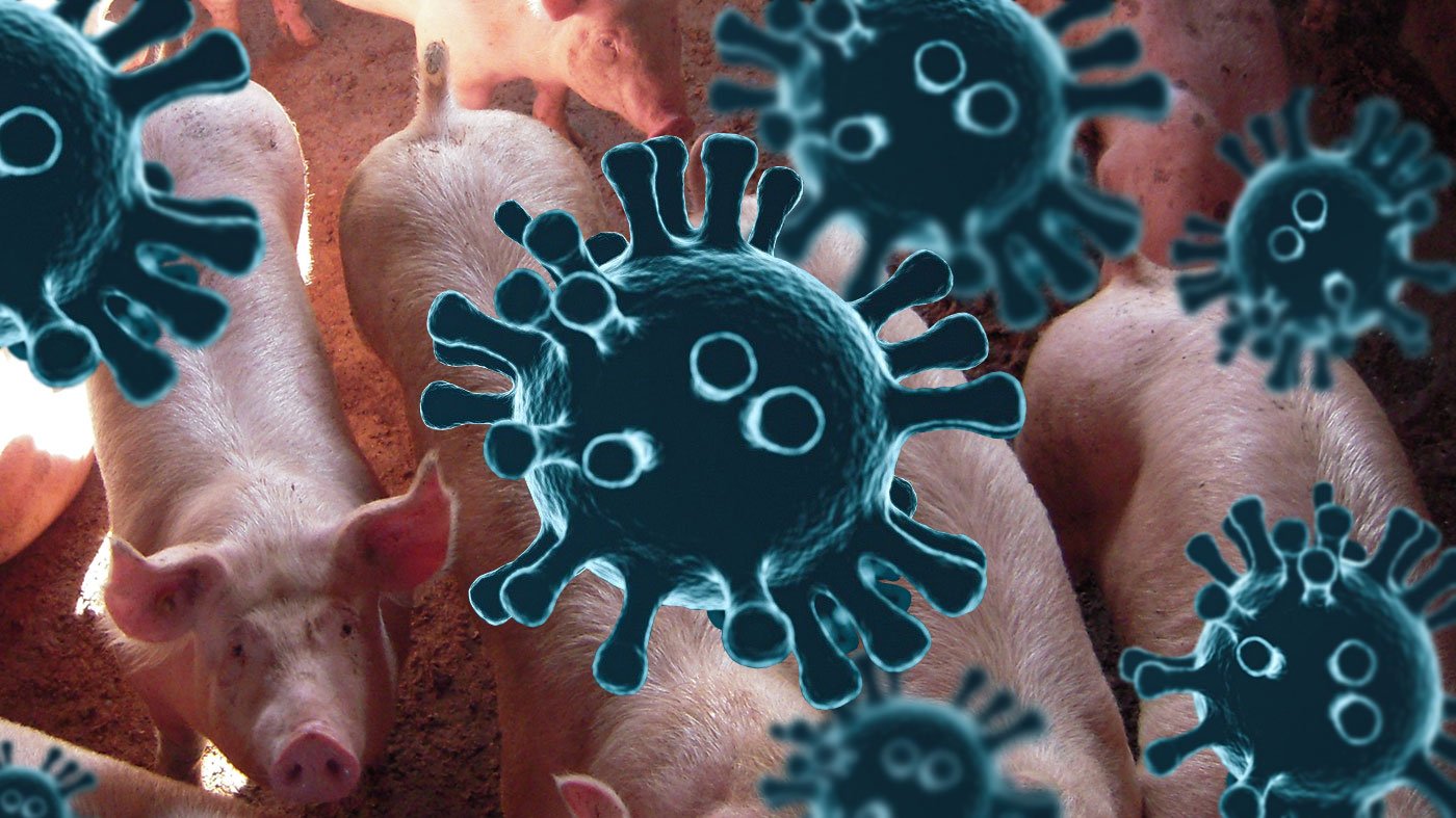 African Swine Fever Virus Suspected from Improper Pork Imports in Sri Lanka