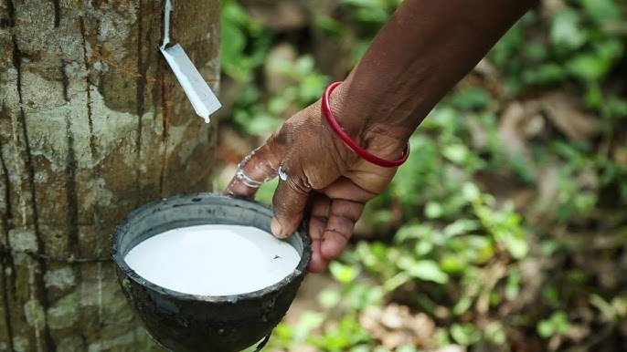  Michelin to Revolutionize Sri Lanka’s Rubber Industry