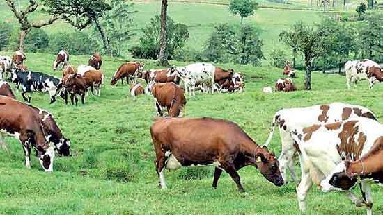 Ambewela Farms Sets Record in Milk Production