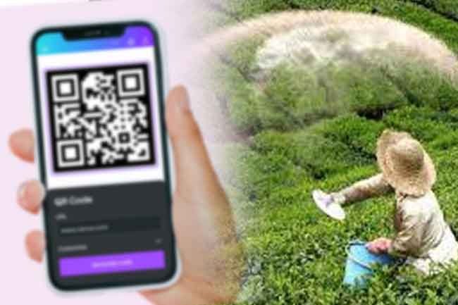 Government Unveils Rs.200M Tea Fertilizer Subsidy with QR Code