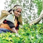 President Confirms Rs.1,750 Daily Wage Boost for Plantation Workers