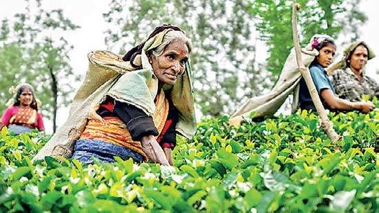 President Confirms Rs.1,750 Daily Wage Boost for Plantation Workers